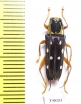 Glenea amboynica  Indonesia, Seram isl. - INSECTS-STORE.RU