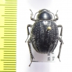 Pimelia barthelemyi  Israel - INSECTS-STORE.RU