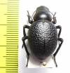 Pimelia afghanistanica  Afghanistan  - INSECTS-STORE.RU