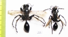 Hymenoptera sp.  Russia, Astrakhan reg. - INSECTS-STORE.RU