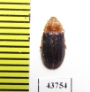 Melyridae, Melyris oblonga  Tunis - INSECTS-STORE.RU