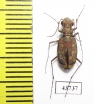 Lophyra sp.  Tunis - INSECTS-STORE.RU