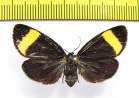 Erebidae sp.  Panama - INSECTS-STORE.RU