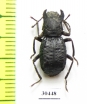 Mechanetes sp.  Malaysia - INSECTS-STORE.RU