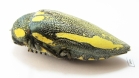 Sternocera orissa ssp., female  South Africa Rep. 48mm - INSECTS-STORE.RU