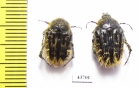 Tropinota sp., pair  Tunis - INSECTS-STORE.RU