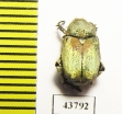 Hoplia sp.  Tunis - INSECTS-STORE.RU