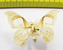 Geometridae sp.  Cambodia - INSECTS-STORE.RU