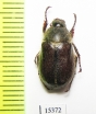 Amphimallon fuscum  Italy - INSECTS-STORE.RU