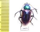 Chrysochares asiaticus  Kazakhstan - INSECTS-STORE.RU