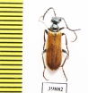 Lytta clematidis  Kazakhstan - INSECTS-STORE.RU