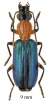 Calleida sp. South Africa Rep. 9mm - INSECTS-STORE.RU