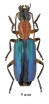 Calleida sp. South Africa Rep. 9mm - INSECTS-STORE.RU