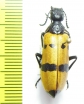Meloidae sp.  Iran, Hormozgan prov. - INSECTS-STORE.RU