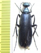 Cyaneolytta sp.  Botswana - INSECTS-STORE.RU