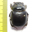 Synapsis davidis  China, Shaanxi prov. - INSECTS-STORE.RU