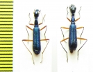 Neocollyris sp.  India, Meghalaya - INSECTS-STORE.RU