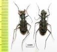 Calomera decemguttata, pair  Indonesia, Bacan isl. - INSECTS-STORE.RU