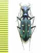 Thopeutica hirofumii  Indonesia, Sulawesi - INSECTS-STORE.RU