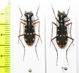 Thopeutica sawadai  Indonesia, Sulawesi - INSECTS-STORE.RU