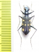 Thopeutica sp.  Indonesia, Sulawesi - INSECTS-STORE.RU