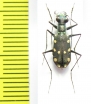 Thopeutica stenodera  Indonesia, Sulawesi - INSECTS-STORE.RU