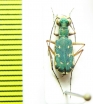 Myriochila sp. Zimbabwe - INSECTS-STORE.RU