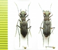 Odontocheila sp., pair  Peru - INSECTS-STORE.RU