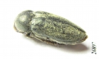 Julodella iranica  Iran, Kerman prov. - INSECTS-STORE.RU
