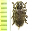 Coptops aedificator  Cameroon - INSECTS-STORE.RU