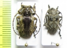 Crossotus molossus  Cameroon - INSECTS-STORE.RU
