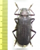 Typoma ? quedenfeldti  Cameroon - INSECTS-STORE.RU