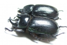 Cyphonistes sp., pair  South Africa Rep. - INSECTS-STORE.RU
