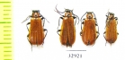 Schizotus pectinicornis, pair  Russia, Tver reg. - INSECTS-STORE.RU