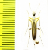 Cephaloon pallens  Japan - INSECTS-STORE.RU