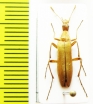 Cephaloon pallens  Russia, Far East - INSECTS-STORE.RU