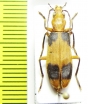 Oedemeridae sp.  South Africa Rep. - INSECTS-STORE.RU