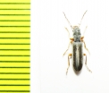 Oedemeridae sp.  Argentina - INSECTS-STORE.RU
