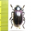 Tenebrionidae sp.  Thailand - INSECTS-STORE.RU