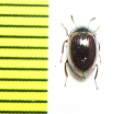 Tenebrionidae sp.  Malaysia - INSECTS-STORE.RU