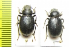 Idiesa fischeri, pair  Uzbekistan - INSECTS-STORE.RU