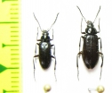 Omophlus willbergi, pair  Uzbekistan - INSECTS-STORE.RU