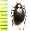 Urielina nitida  Uzbekistan - INSECTS-STORE.RU