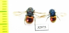 Chrysididae sp.  Russia, Tver reg. - INSECTS-STORE.RU