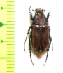 Pygopleurus anemonius  Greece - INSECTS-STORE.RU