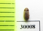 Anobiidae sp.  Poland - INSECTS-STORE.RU