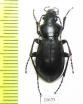 Carabus (Cyclocarabus) sidzhakensis  Uzbekistan - INSECTS-STORE.RU