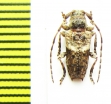 Pogonocherus eugeniae taygetanus  Greece - INSECTS-STORE.RU