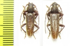 Trichoferus sp.  Russia, Far East - INSECTS-STORE.RU