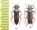 Turanium johannis, pair  Kazakhstan - INSECTS-STORE.RU